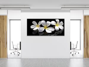 Obraz sklenený biely kvet plumerie - 50 x 100 cm
