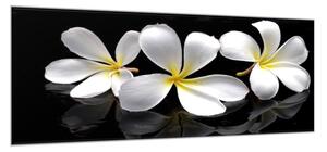Obraz sklenený biely kvet plumerie - 30 x 60 cm