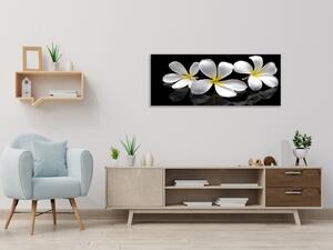 Obraz sklenený biely kvet plumerie - 50 x 100 cm