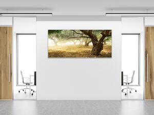 Obraz sklenený strom olivovník - 50 x 100 cm