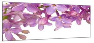 Obraz sklenený fialové kvety orgovánu - 34 x 72 cm