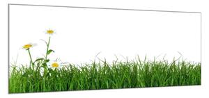 Obraz sklenený tráva s kvetom margaréty - 70 x 80 cm