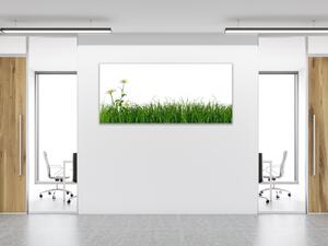 Obraz sklenený tráva s kvetom margaréty - 50 x 100 cm