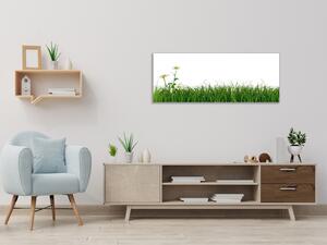 Obraz sklenený tráva s kvetom margaréty - 30 x 60 cm