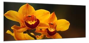 Obraz sklenený oranžový kvet orchidey na hnedom pozadí - 30 x 60 cm