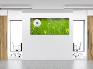 Obraz sklenený biela odkvitnutá púpava v tráve - 30 x 60 cm
