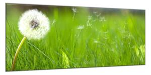 Obraz sklenený biela odkvitnutá púpava v tráve - 50 x 100 cm
