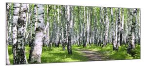 Obraz sklenený brezový les - 40 x 60 cm