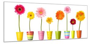 Obraz sklenený farebné gerbery v kvetináči - 40 x 60 cm