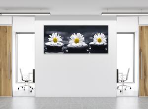 Obraz sklenený biele margarétky na čiernom kameni - 30 x 60 cm