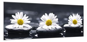 Obraz sklenený biele margarétky na čiernom kameni - 30 x 60 cm