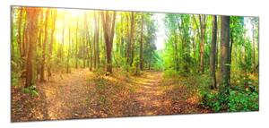 Obraz sklenený lesný chodník - 30 x 60 cm