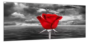 Obraz sklenený kvet červenej ruže na šedom pozadí - 30 x 60 cm