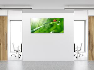 Obraz sklenený lienka na steble trávy s rosou - 50 x 100 cm