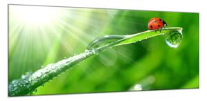 Obraz sklenený lienka na steble trávy s rosou - 40 x 60 cm