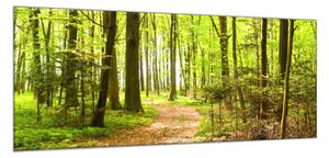 Obraz sklenený lesná cestička - 50 x 100 cm
