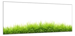 Obraz sklenený jarná tráva na bielom pozadí - 34 x 72 cm