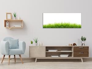 Obraz sklenený jarná tráva na bielom pozadí - 34 x 72 cm