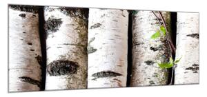 Obraz sklenený koly z brezy - 30 x 60 cm