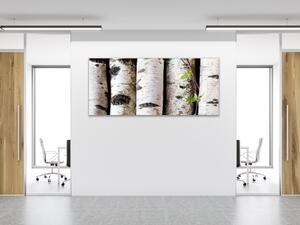 Obraz sklenený koly z brezy - 50 x 100 cm