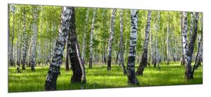 Obraz sklenený brezový les - 52 x 60 cm