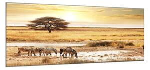 Obraz sklenený Safari a zebry - 30 x 60 cm