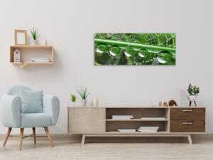 Obraz sklenený tráva a pavučina s rosou - 50 x 100 cm