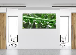 Obraz sklenený tráva a pavučina s rosou - 30 x 60 cm