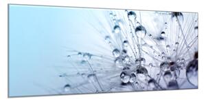Obraz sklenený modré páperie púpavy s rosou - 50 x 70 cm