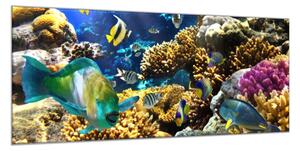 Obraz sklenený morský svet, ryby a koraly - 30 x 60 cm