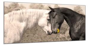 Obraz sklenený kôň biely a čierny - 34 x 72 cm