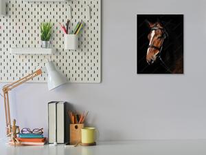 Obraz sklenený hnedý kôň s bielou lysinou - 50 x 100 cm