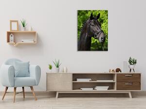 Obraz sklenený hlava čierneho koňa v prírode - 30 x 60 cm