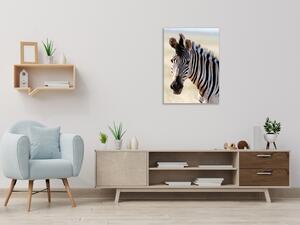 Obraz sklenený hlava zebry - 50 x 100 cm