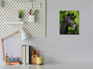 Obraz sklenený hlava čierneho koňa v prírode - 50 x 70 cm