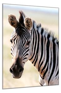Obraz sklenený hlava zebry - 40 x 60 cm