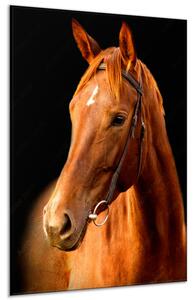 Obraz sklenený kôň ryzák - 40 x 60 cm