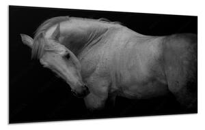 Obraz sklenený biely kôň bez ohlávky - 30 x 60 cm