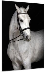Obraz sklenený biely kôň na čiernom pozadí - 40 x 60 cm