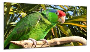 Obraz sklenený papagáj amazoňan na vetve - 50 x 100 cm
