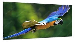 Obraz sklenený papagáj ara ararauna v lete - 40 x 60 cm