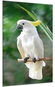 Obraz sklenený kakadu žltočečelatý na bidle - 40 x 60 cm
