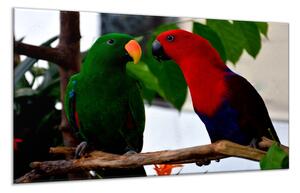 Obraz sklenený papagáj para eklektus - 40 x 60 cm