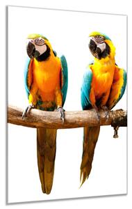 Obraz sklenený dva papagáje sedia na bidielku - 50 x 100 cm
