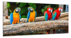 Obraz sklenený papagáj ara ararauna a zelenokrídla - 50 x 100 cm