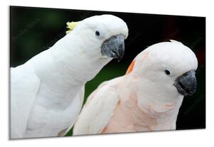 Obraz sklenený papagáj kakadu - 30 x 40 cm