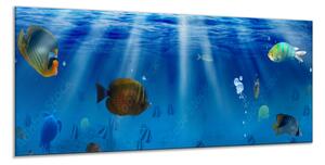 Obraz sklenený morské ryby pod hladinou - 34 x 72 cm