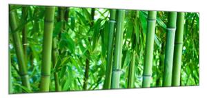 Obraz sklenený sýto zelený bambusový les - 40 x 60 cm