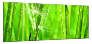 Obraz sklenený detail zelenej trávy s páperím - 34 x 72 cm