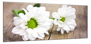 Obraz sklenený kvet bielej chryzantémy na dreve - 40 x 60 cm